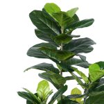 Διακοσμητικό φυτό Fiddlehead σε γλάστρα Inart πράσινο pp Υ120εκ - Image 2