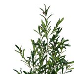 Διακοσμητικό φυτό Olive tree σε γλάστρα Inart πράσινο pp Υ120εκ - Image 2