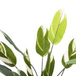 ΔΙΑΚΟΣΜΗΤΙΚΟ ΣΥΝΘΕΤΙΚΟ ΦΥΤΟ HM7997 CALATHEA ΣΕ ΓΛΑΣΤΡΑ 140Υεκ. - Image 3